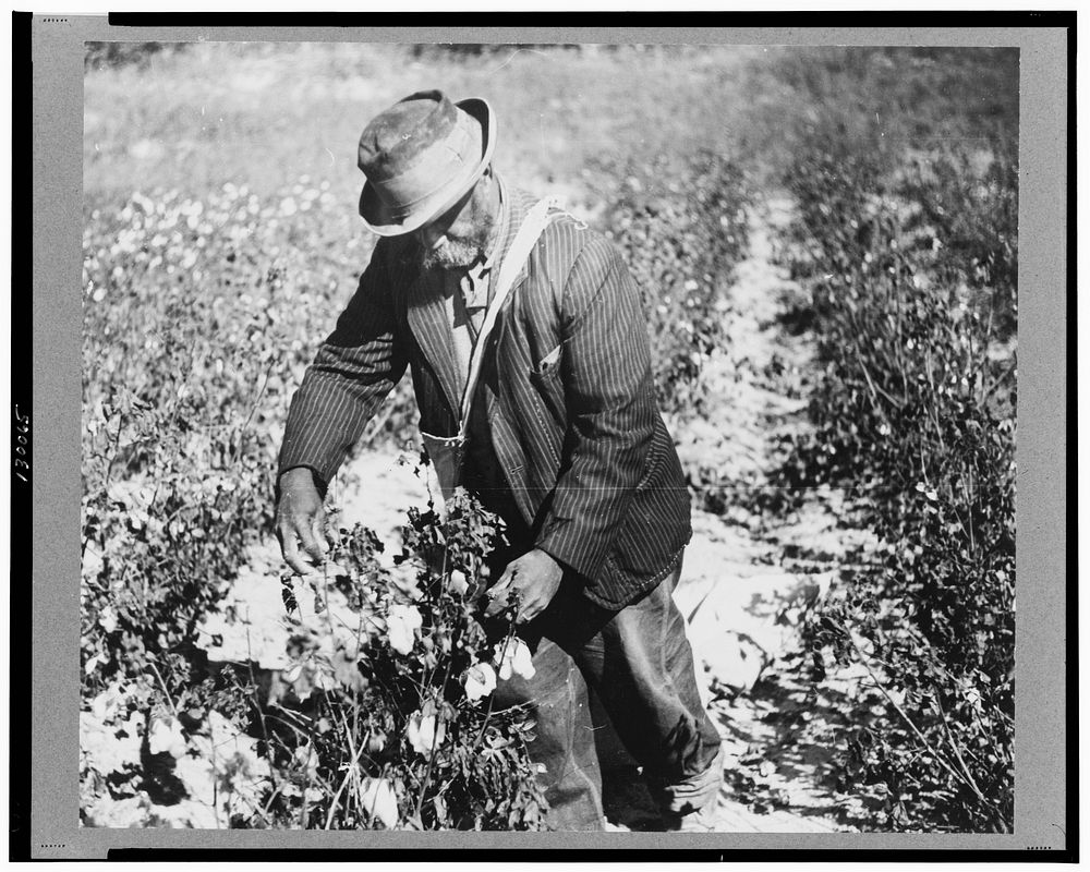 Picking cotton outside Clarksdale, Mississippi Delta, Mississippi. Sourced from the Library of Congress.