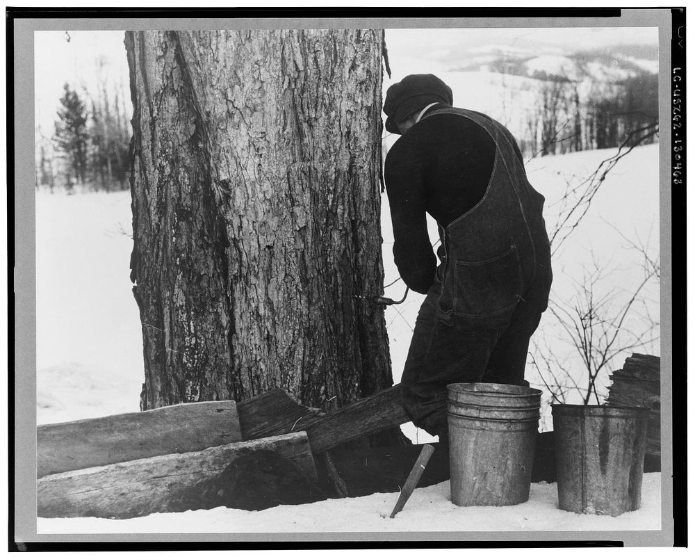 Frank H. Shurtleff drilling the hole for the spout while tapping sugar maple tree for gathering sap to make syrup. The…