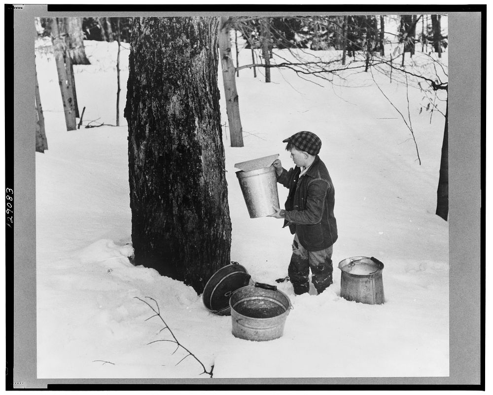 Young son of Frank H. Shurtleff gathering sap from sugar trees for making maple syrup. Sugaring is a social event and is…