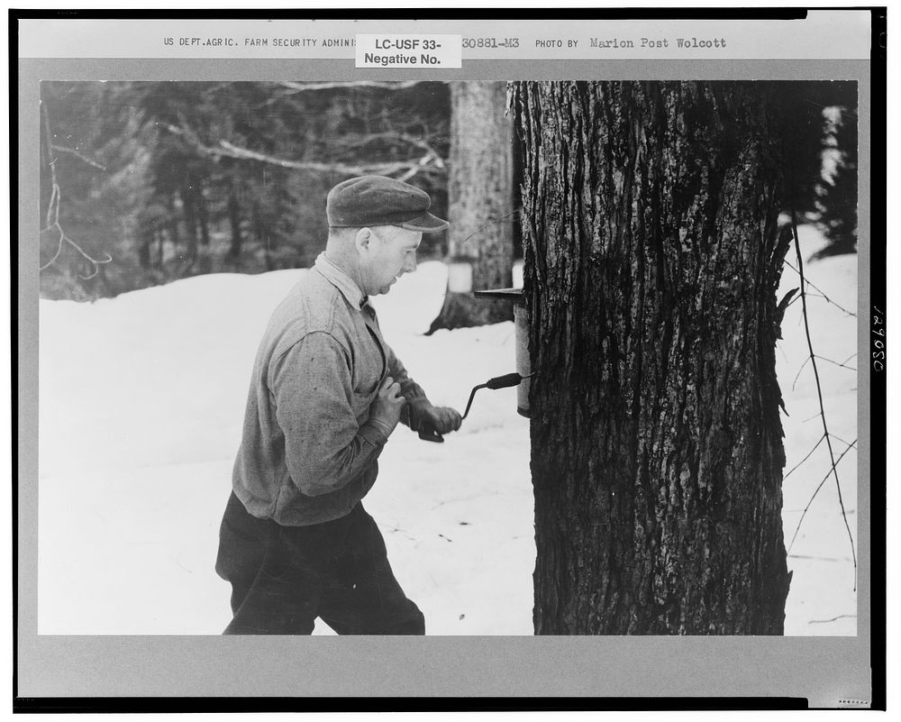 Walter Gaylord drilling hole in maple tree to get sap which is boiled down into maple syrup. Mud River Valley, Waitsfield…