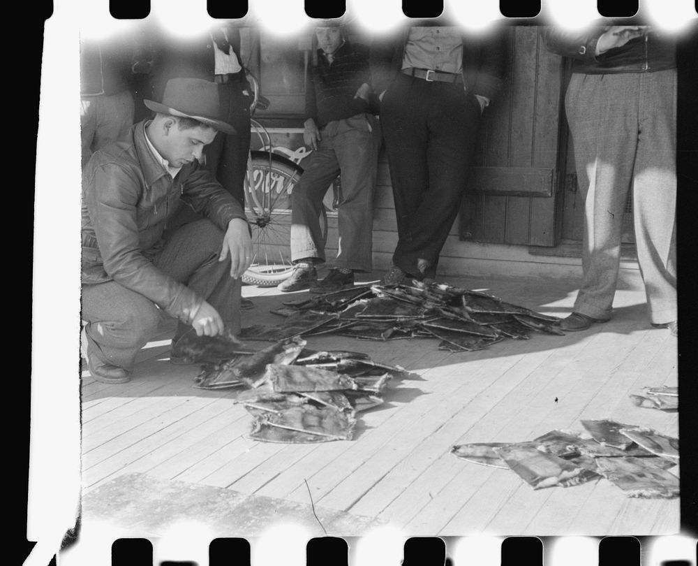 [Untitled photo, possibly related to: Grading muskrats while fur buyers and Spanish trappers look on, during auction sale on…