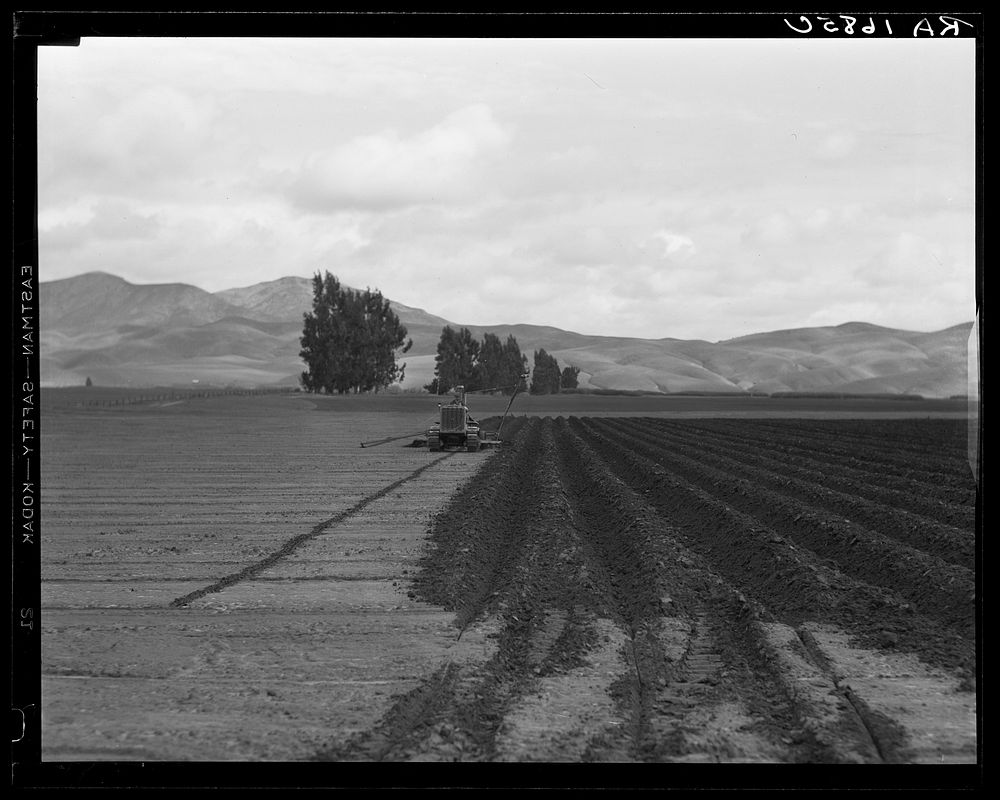 Sugar beet field showing tractor with plowshare attached and Mexican operator. California. Sourced from the Library of…