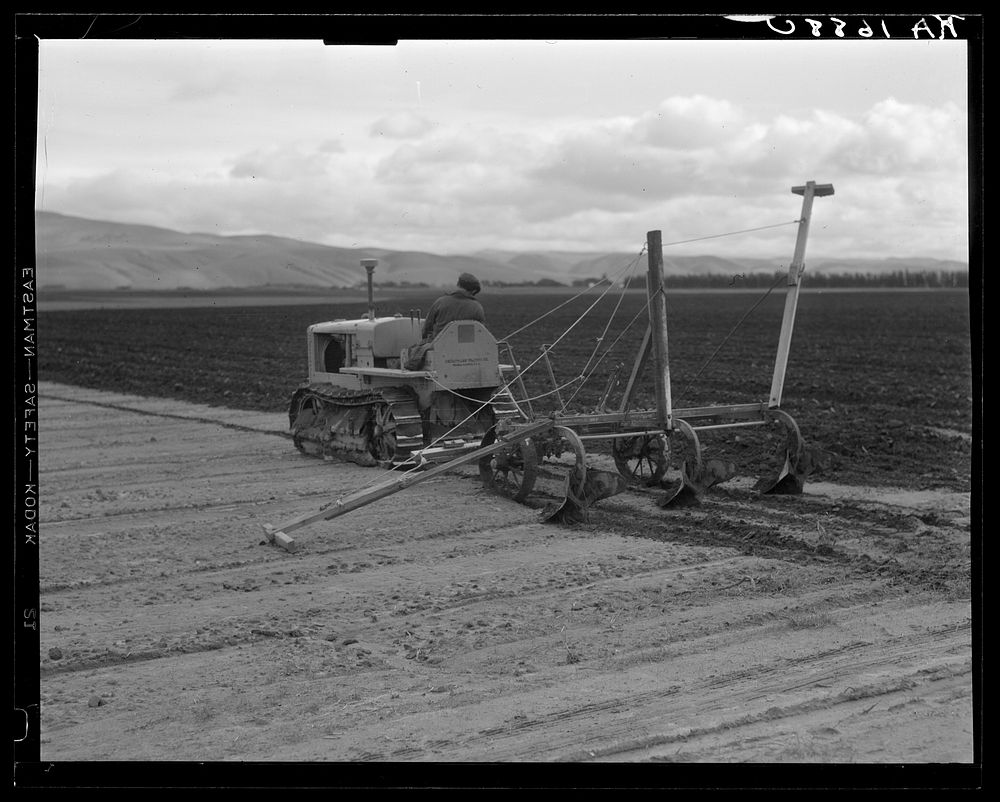 Sugar beet field showing tractor with plowshare attached and operator (Mexican). California. Sourced from the Library of…