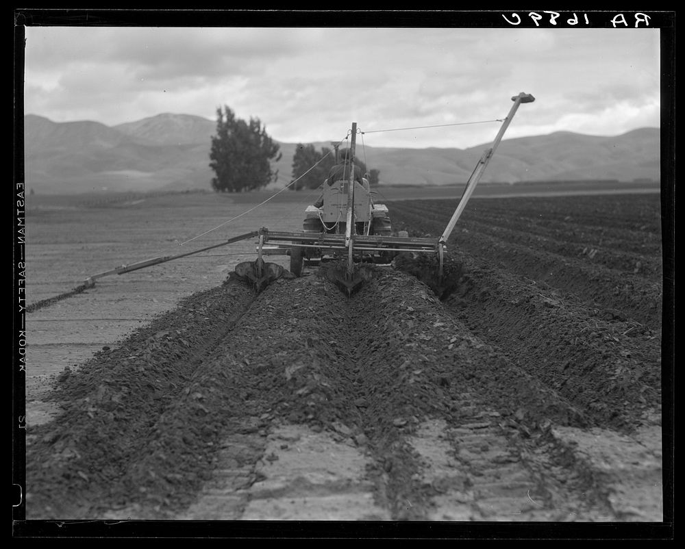 Sugar beet field freshly plowed by tractor with plowshare attached and showing Mexican operator. California. Sourced from…