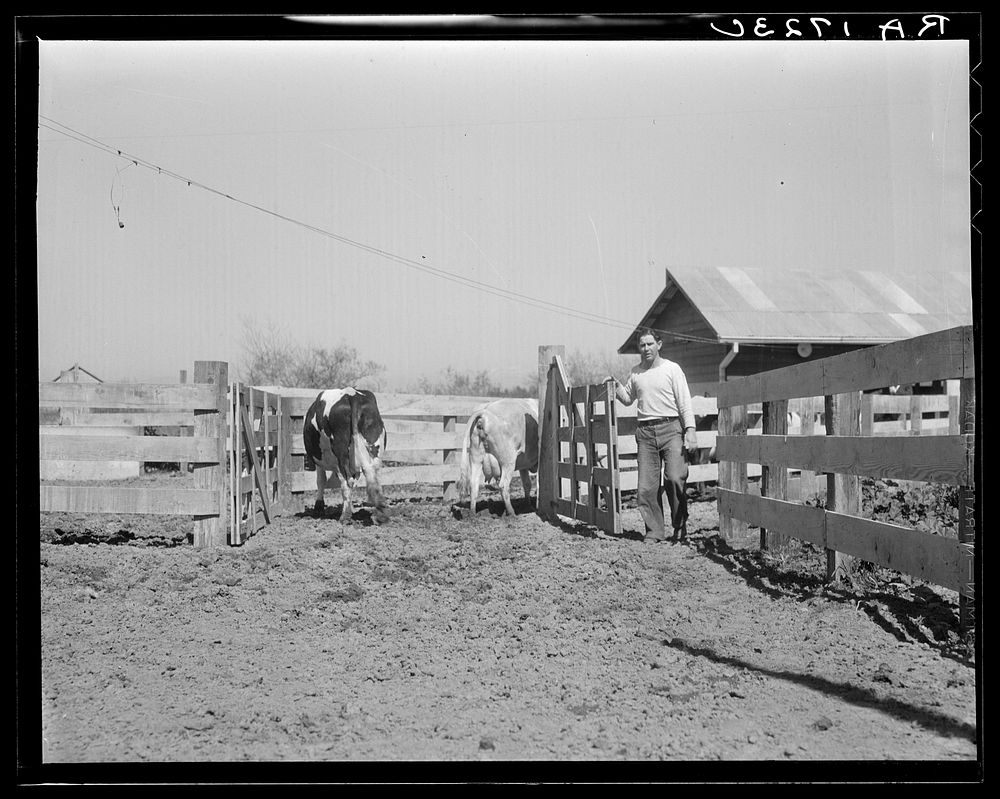 Self-help cooperative dairy. This dairy is being taken over by the Resettlement Administration. Near Santa Ana, California.…