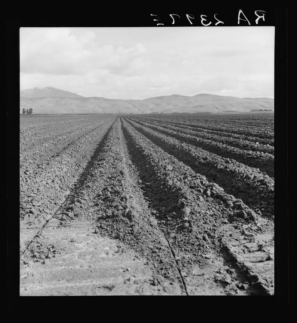 Freshly-plowed sugar beet field near King City. Shows large scale of farm operations in California. Sourced from the Library…