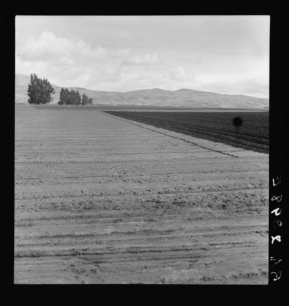Freshly-plowed sugar beet field near King City. Shows large scale of farm operations in California by Dorothea Lange