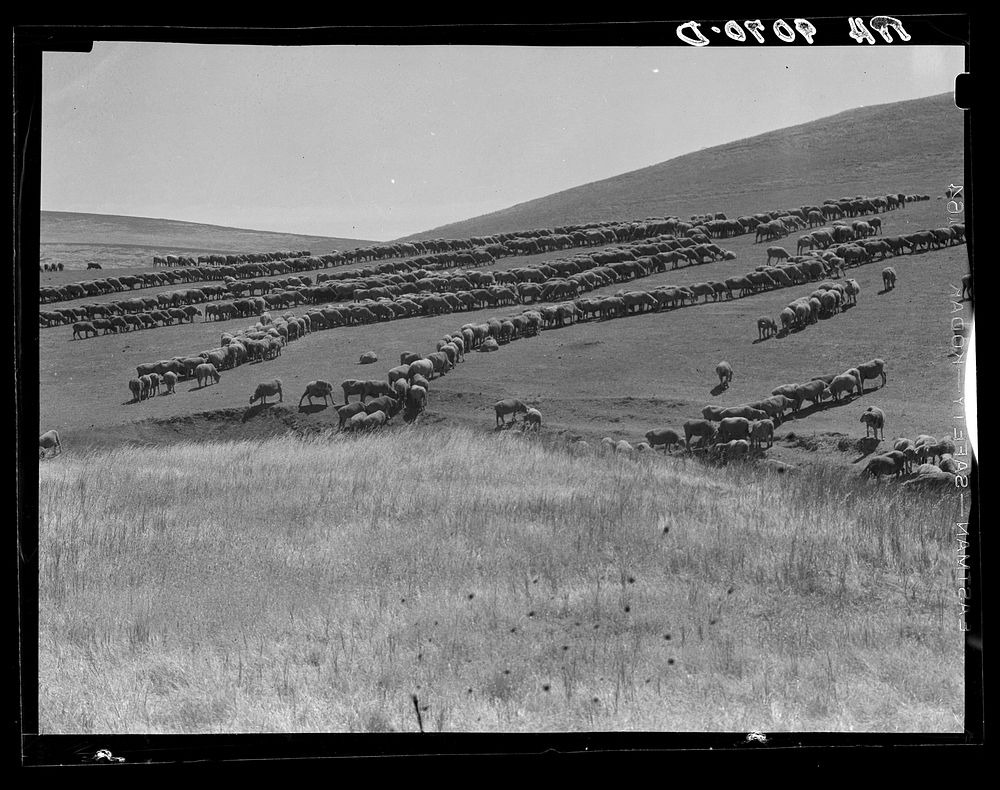 Sheep grazing. California. Sourced from the Library of Congress.