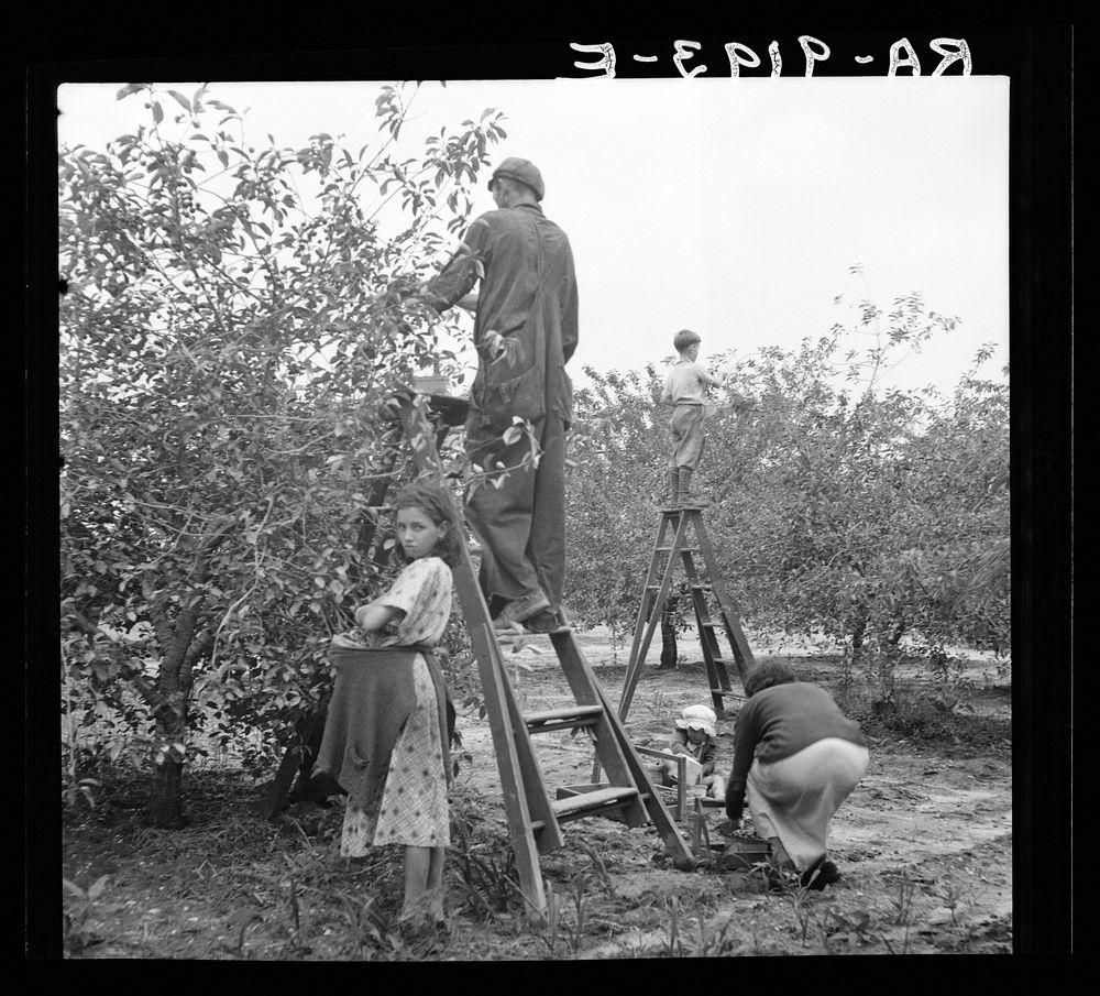Cherry pickers near Millville, New Jersey. The cherry crop is harvested by local families, men, women and children. Sourced…