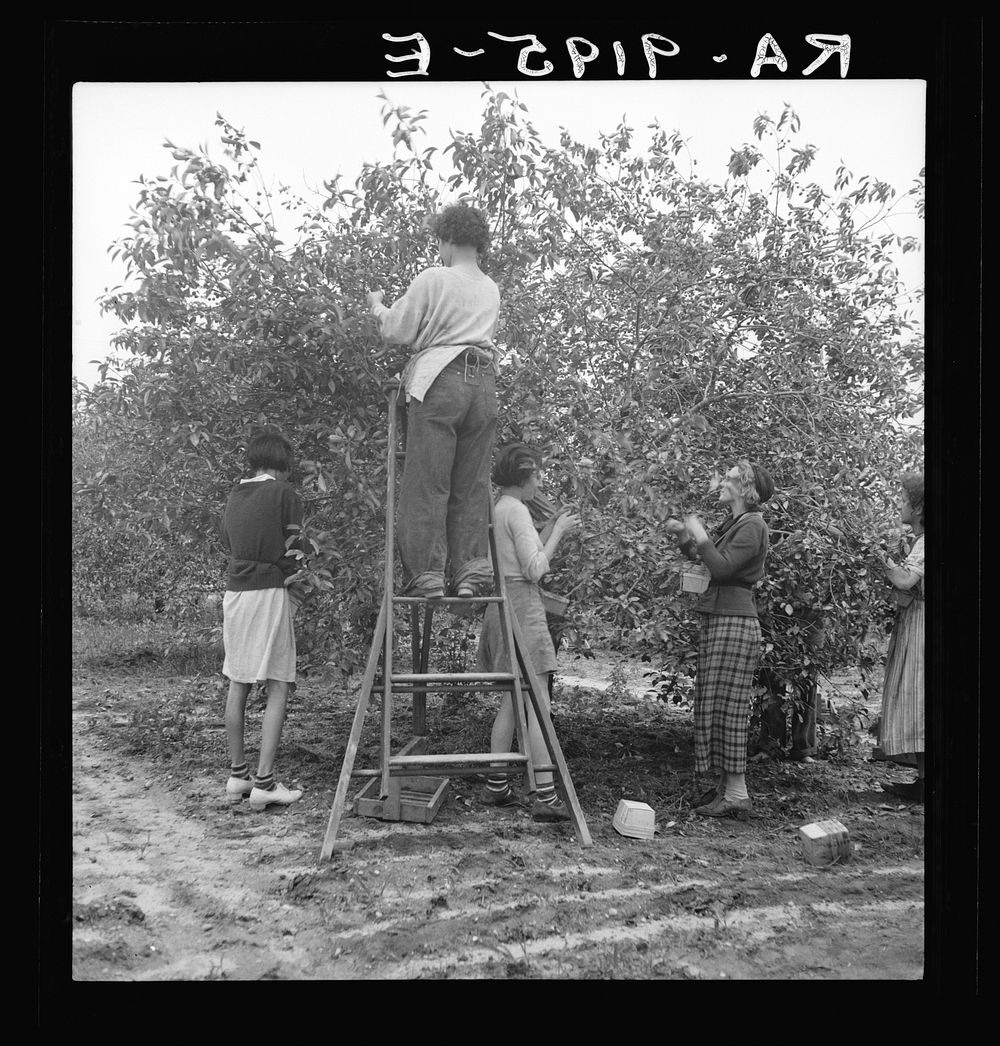 Cherry pickers near Millville, New Jersey. The cherry crop is harvested by local families, men, women and children. Sourced…