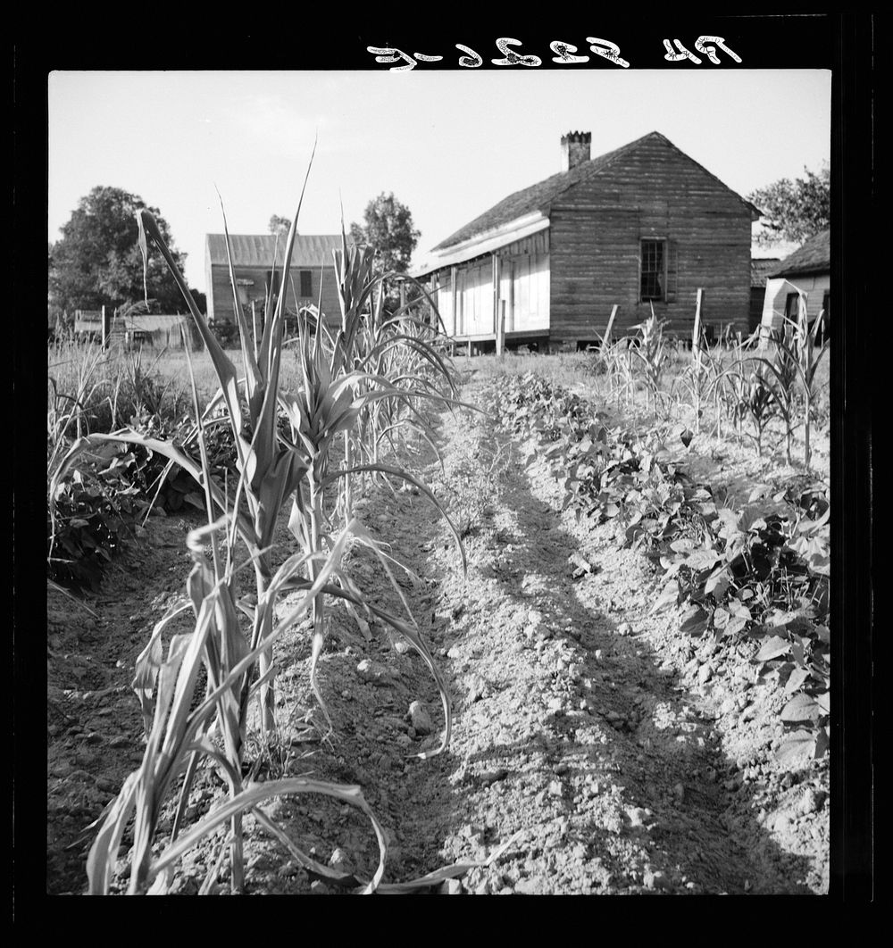 Drying up corn. Near Eutaw, Alabama. Sourced from the Library of Congress.