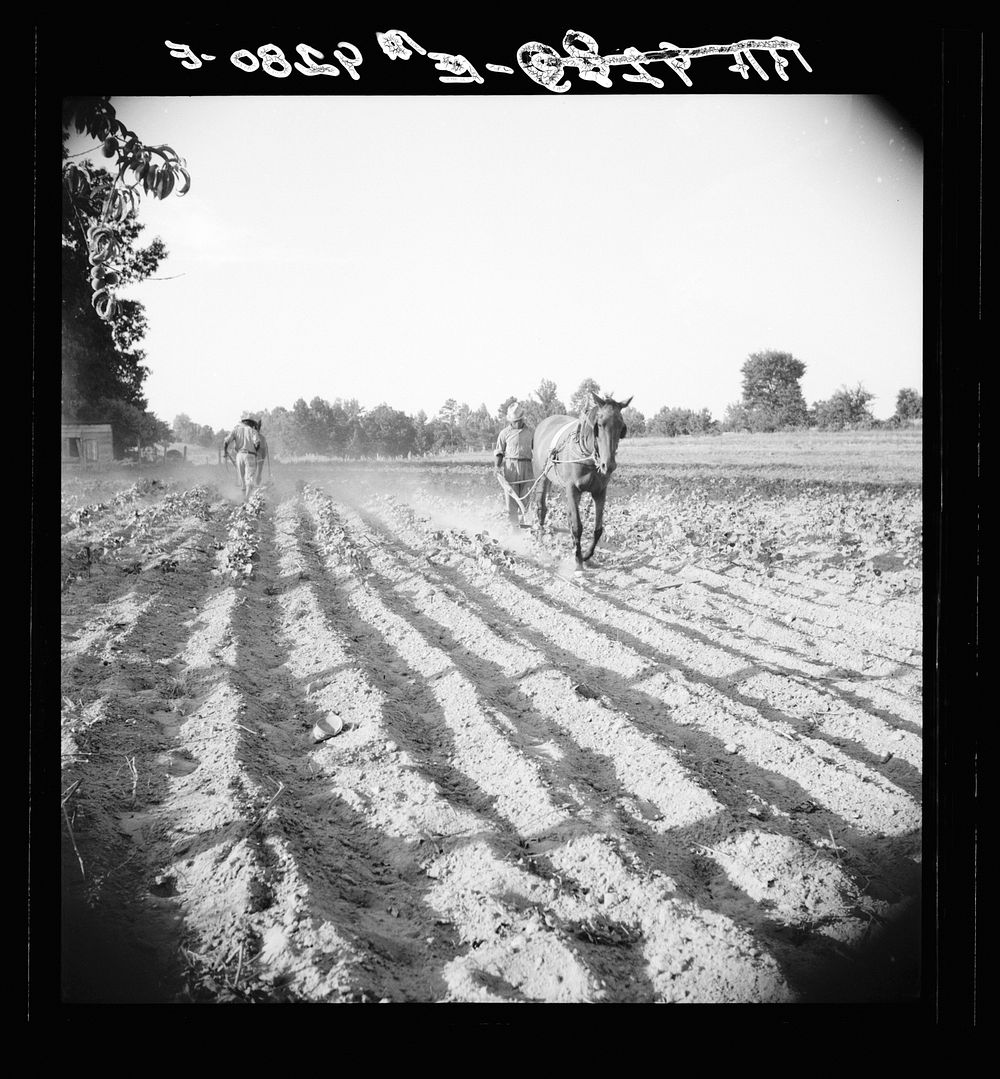Plowboy in Alabama earns seventy-five cents daily. Sourced from the Library of Congress.