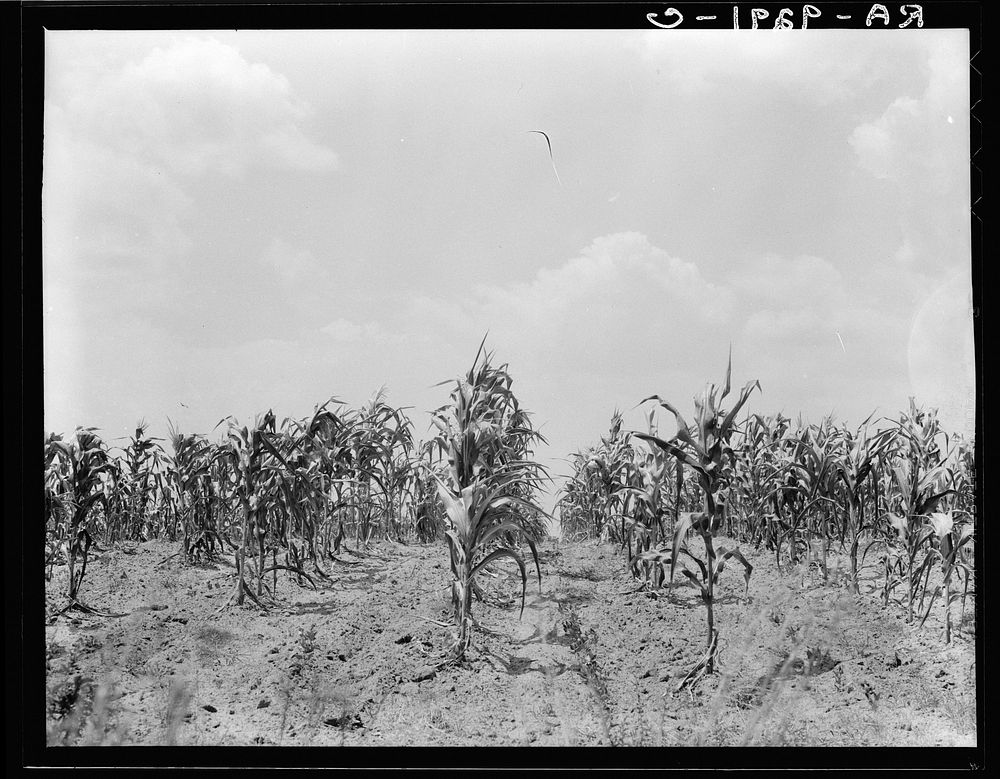 Drought corn. Central Georgia. Sourced from the Library of Congress.