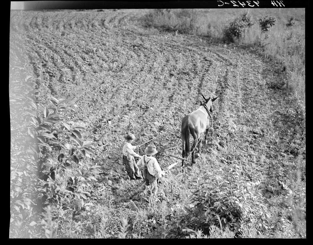 The older brother teaches the younger on a farm in the Piedmont, North Carolina. Sourced from the Library of Congress.