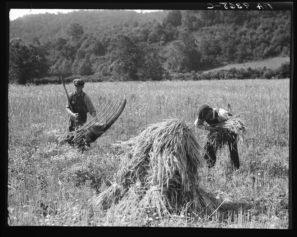 Cradling wheat near Sperryville, Virginia. A hand binder follows the mower. These men had never heard of a combine…