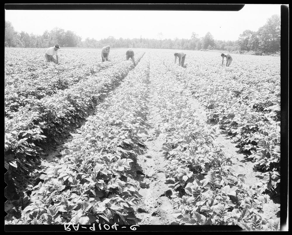 Hightstown, New Jersey. homesteaders farm | Free Photo - rawpixel