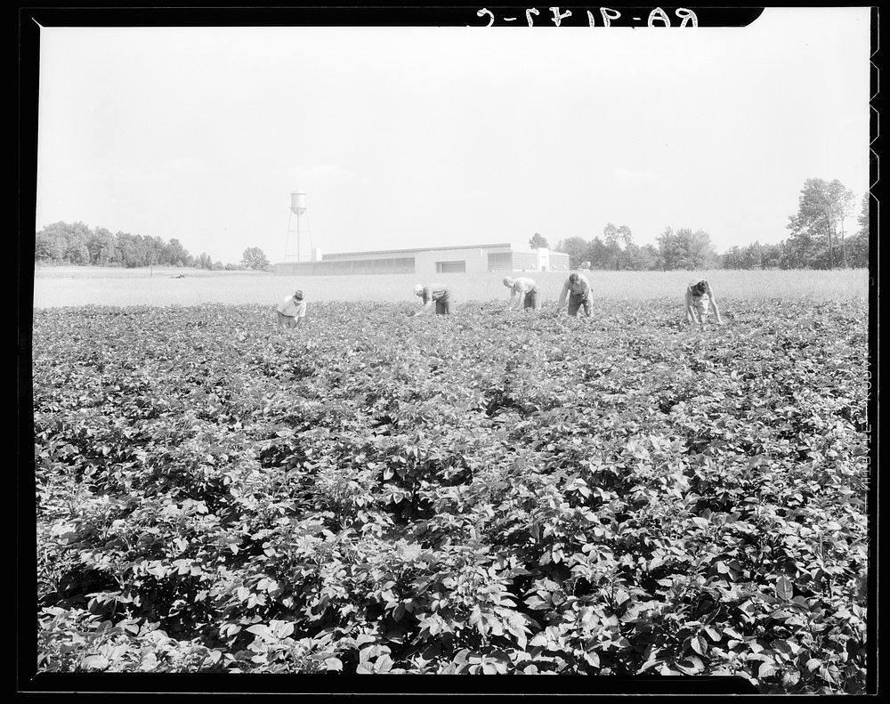 Hightstown, New Jersey. Factory and field, both to be run on cooperative basis by resettled families at Hightstown. The men…