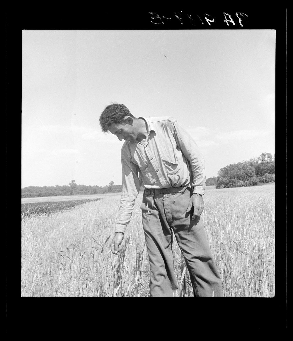 Hightstown, New Jersey. Member of the farming group on the project. Polish-Jewish born, served in the American Army, World…