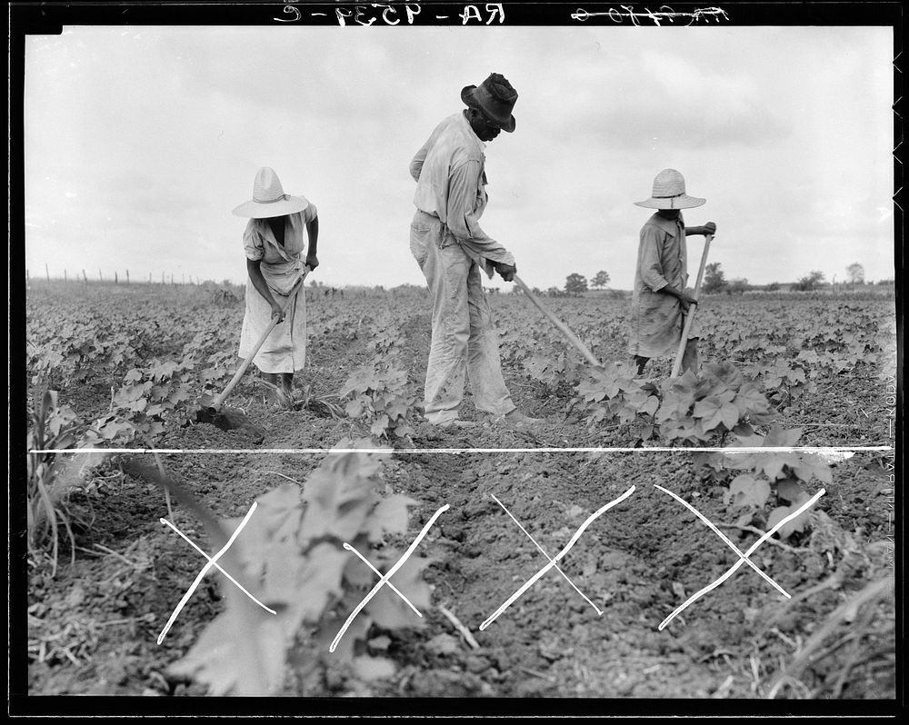 Hoe culture in the South. Near Eutaw, Alabama by Dorothea Lange