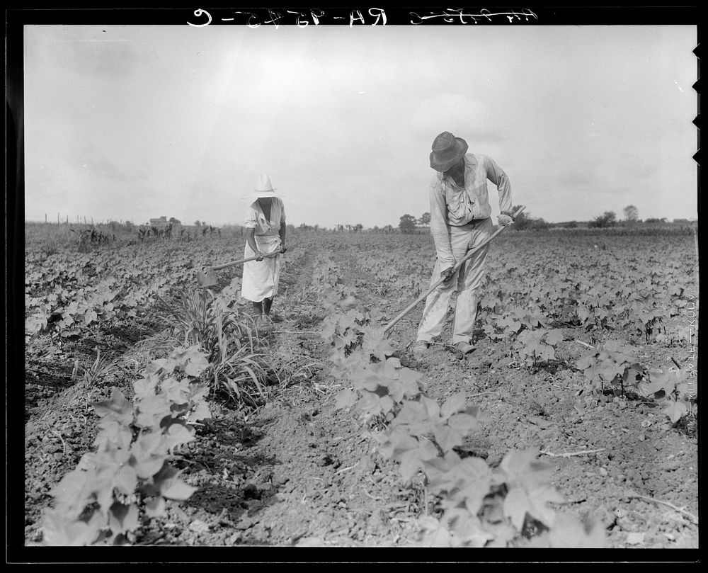 Hoeing. Alabama  tenant farmer and part of his family. Eutaw, Alabama. Sourced from the Library of Congress.