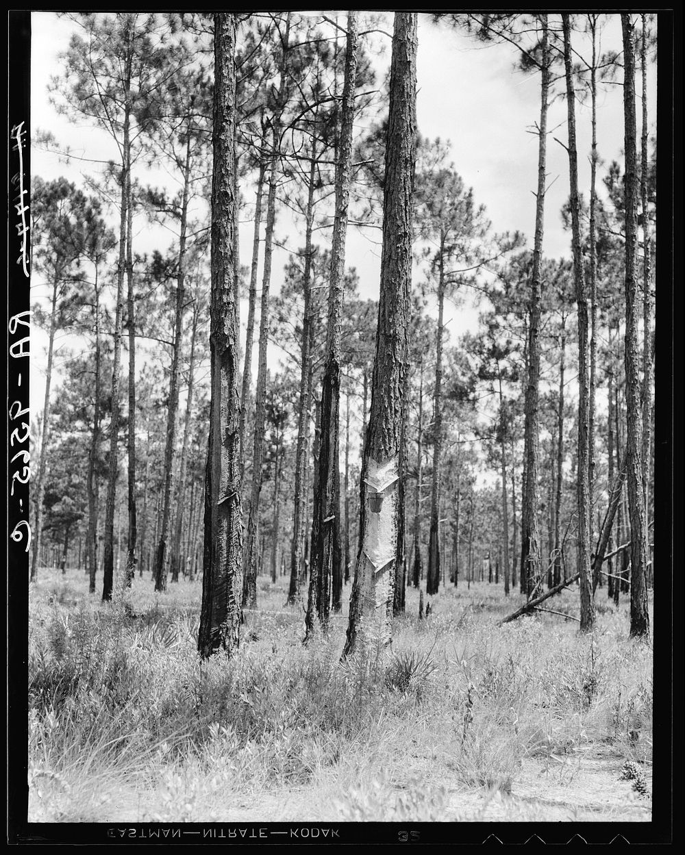 Turpentine trees in northern Florida. Sourced from the Library of Congress.