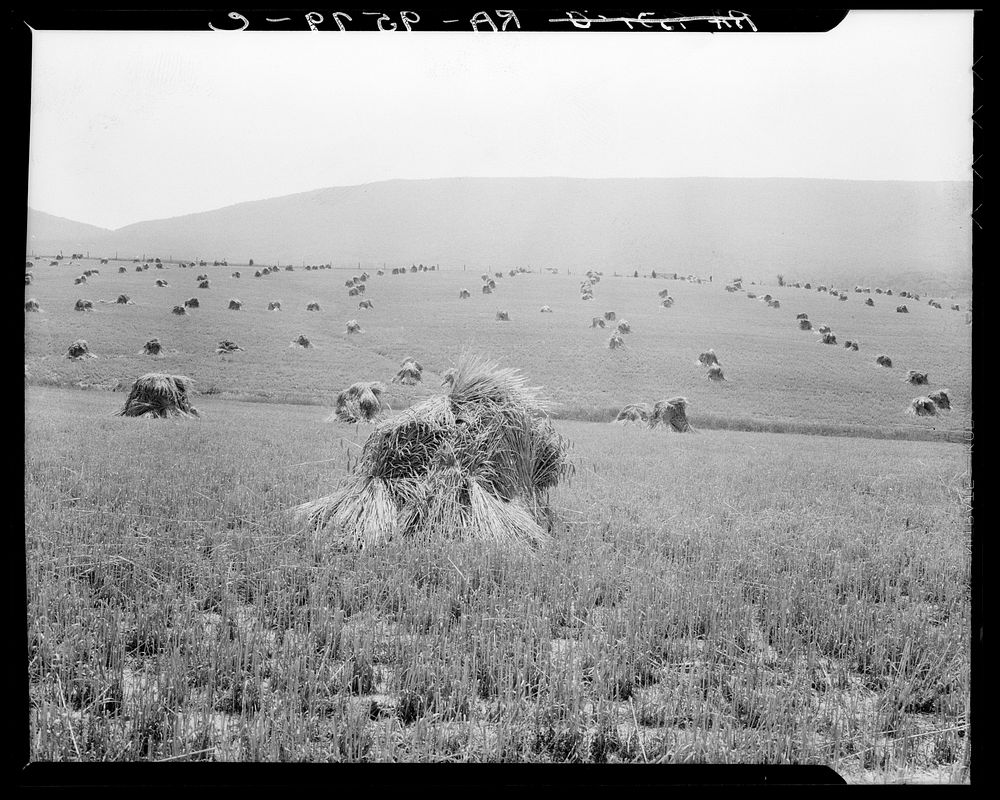 Virginia wheat. Vicinity of Sperryville by Dorothea Lange