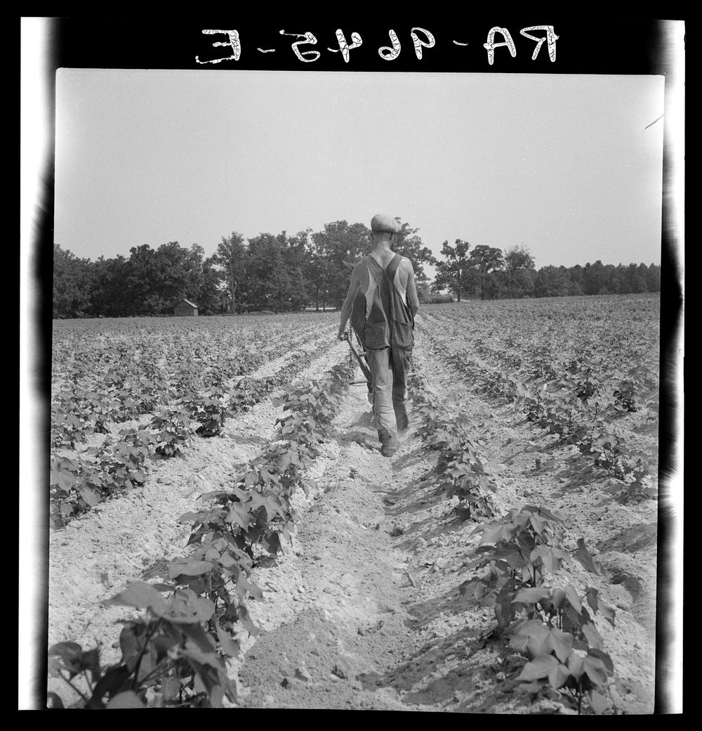 White tenant farmer works on shares. North Carolina. Sourced from the Library of Congress.