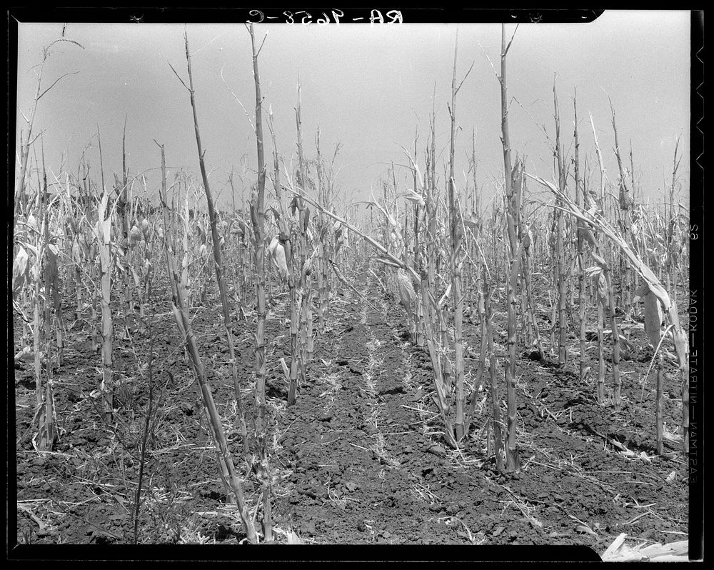 Corn, drought-stricken and eaten off by grasshoppers. Near Russelville, Arkansas. Sourced from the Library of Congress.