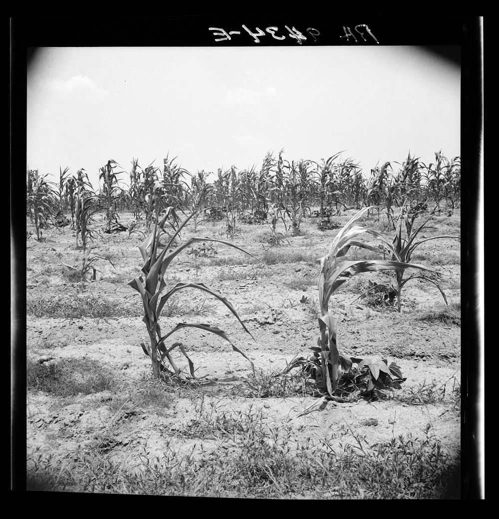 Drying up corn near Eutaw, Alabama. Sourced from the Library of Congress.