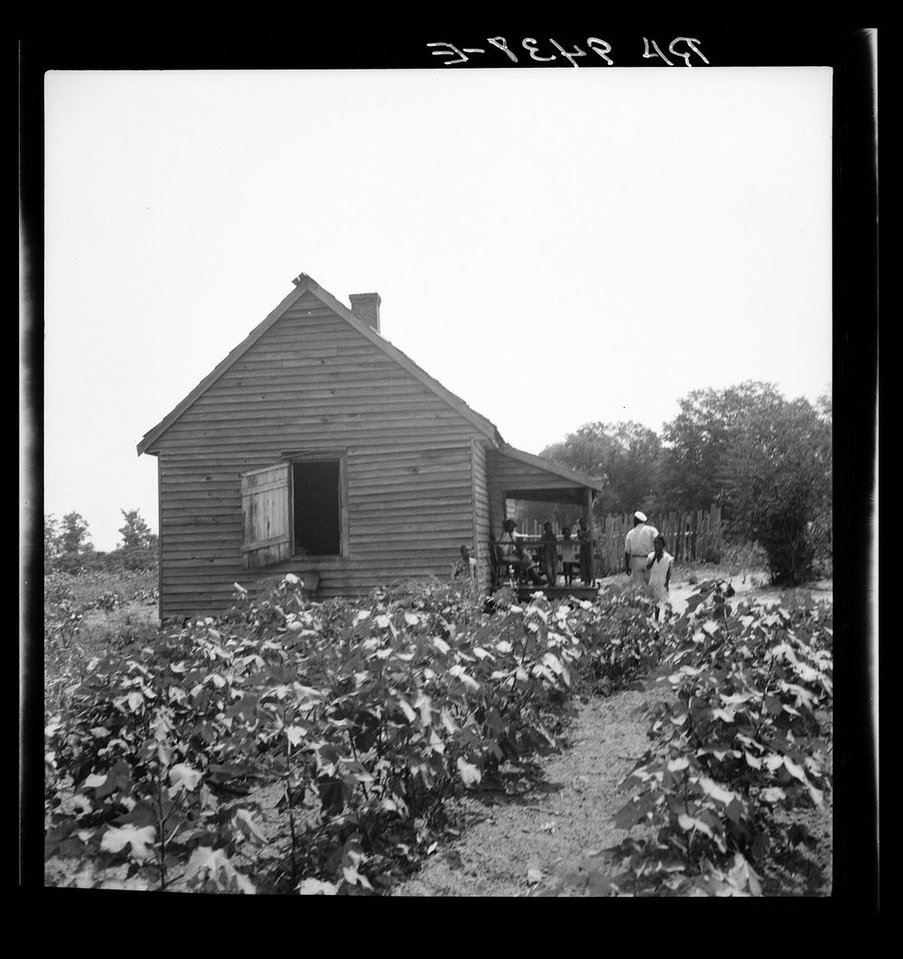 Typical cotton picker's shack of the South. Mississippi. Sourced from the Library of Congress.