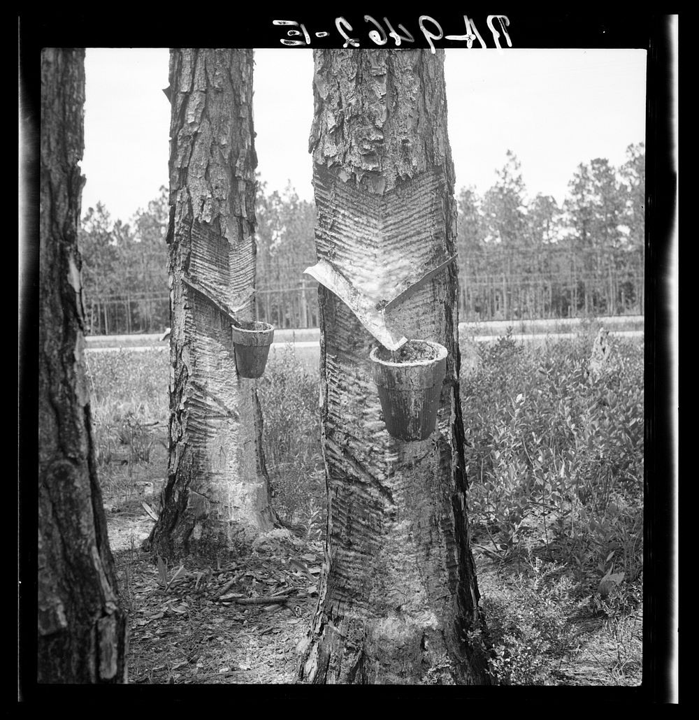 turpentine-trees-northern-florida-sourced-free-photo-rawpixel