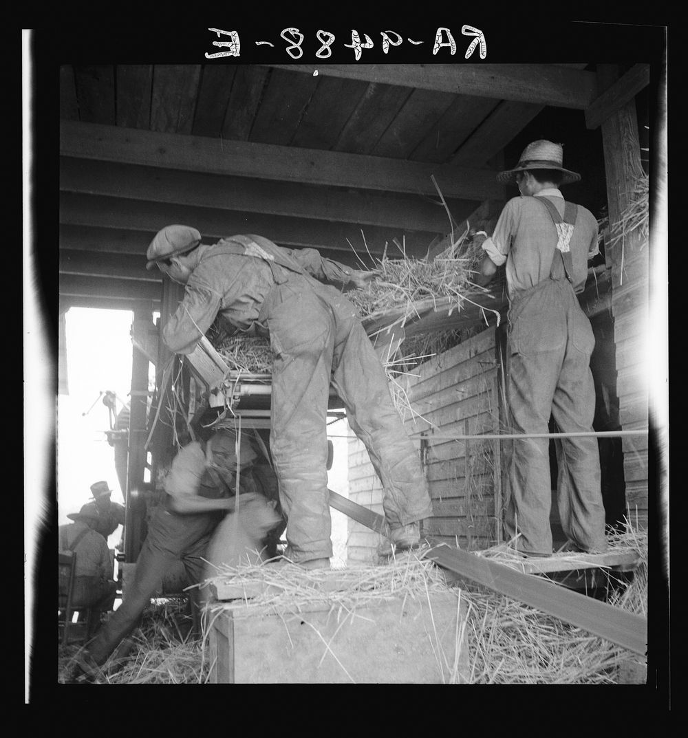 North Carolina threshing. Sourced from the Library of Congress.