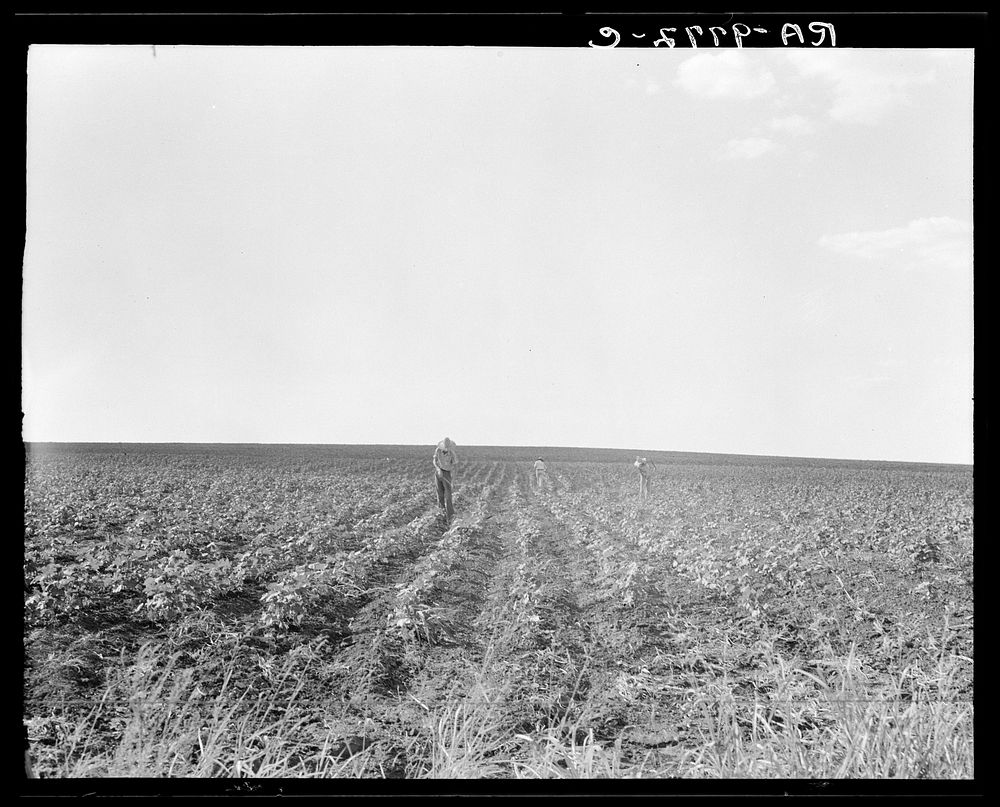Hoeing cotton. South Texas. Sourced from the Library of Congress.