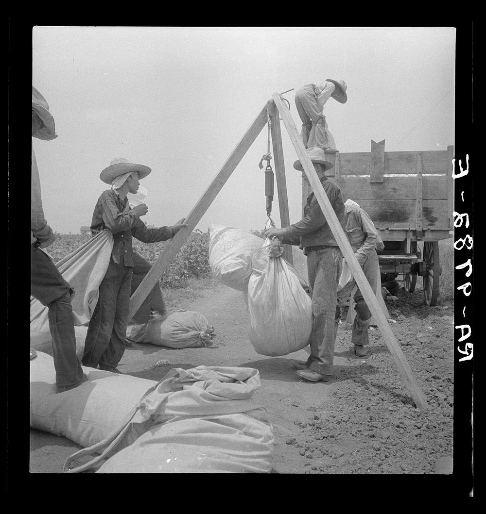 Weighing cotton near Robstown, Texas. Sourced from the Library of Congress.
