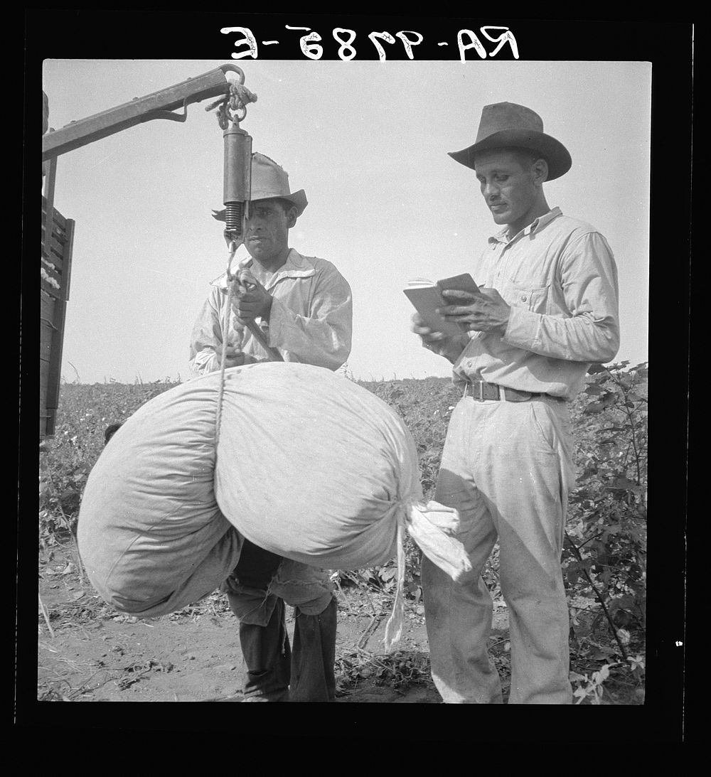 Cotton weighing near Robstown, Texas. Sourced from the Library of Congress.