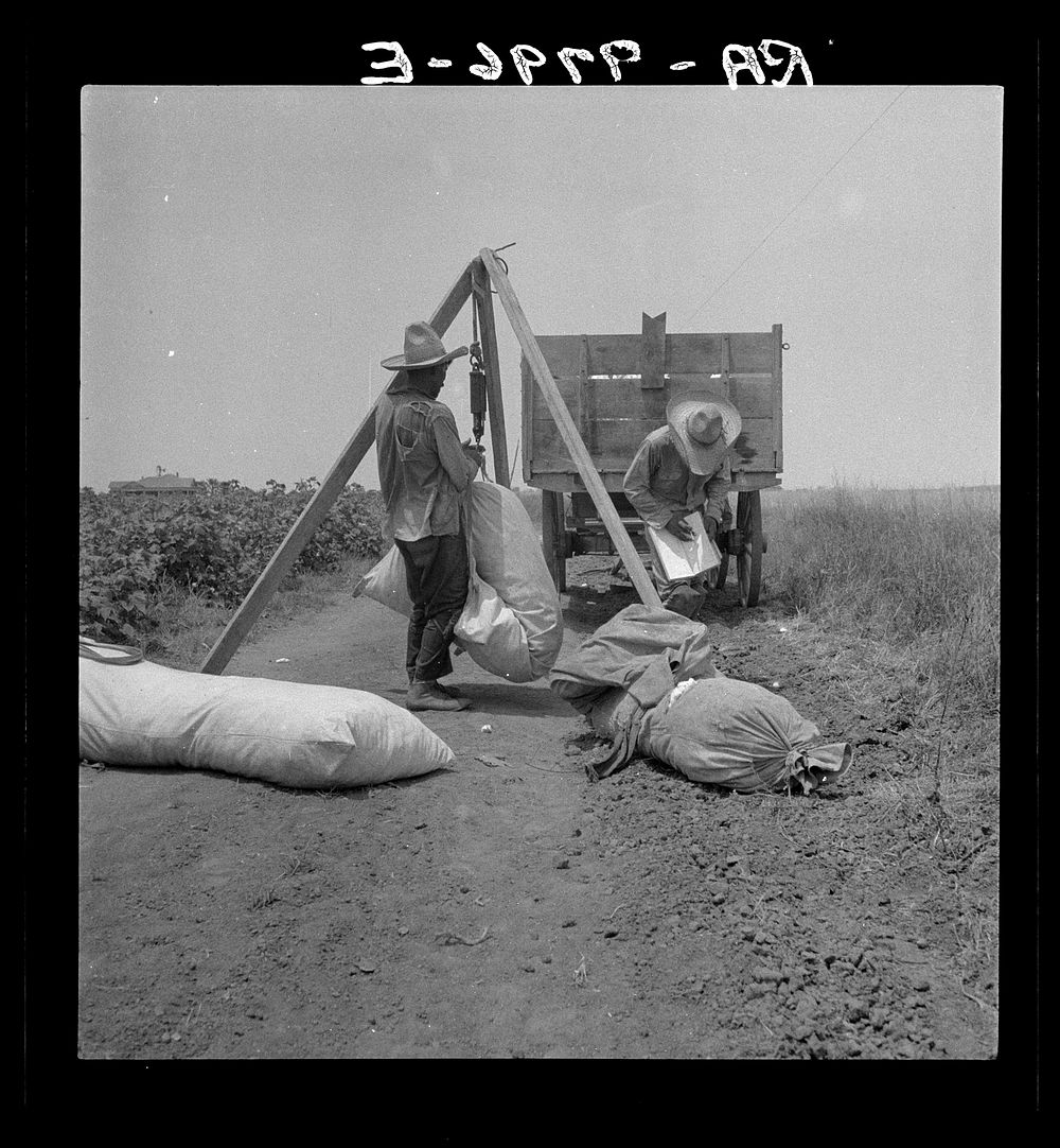 Cotton weighing. South Texas. Sourced from the Library of Congress.