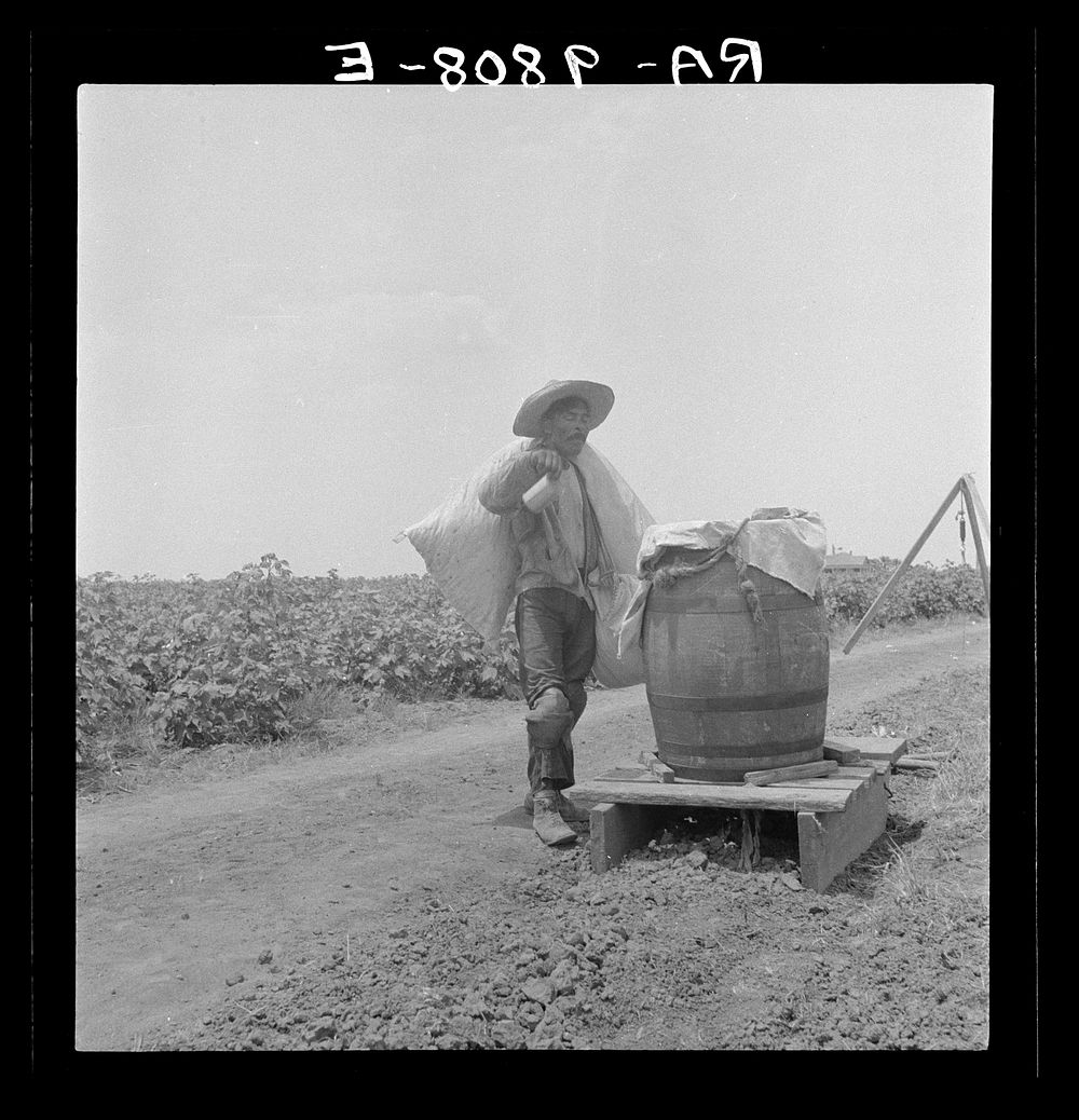 Cotton picking in south Texas. Sourced from the Library of Congress.