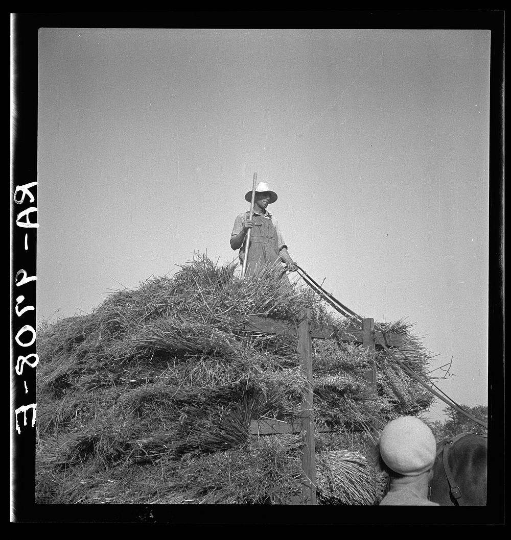 Harvesting oats. Clayton, Indiana by Dorothea Lange