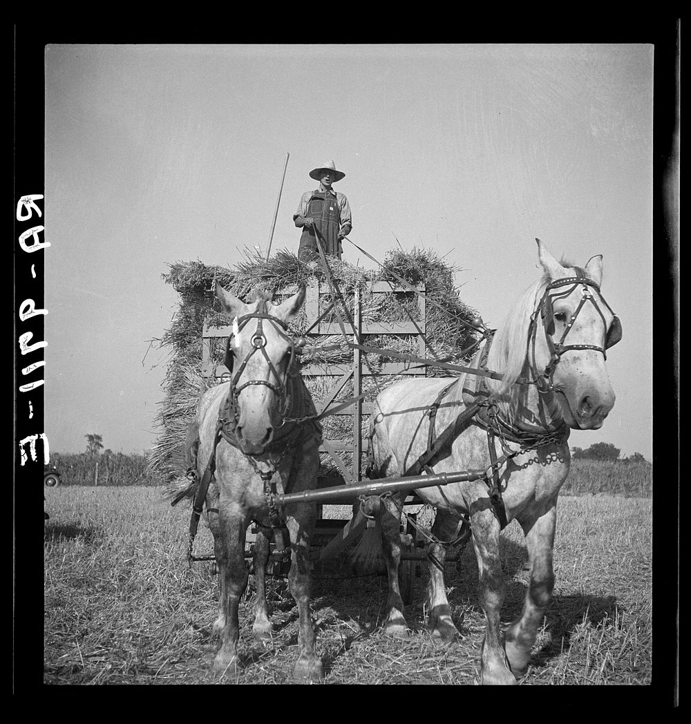 Harvesting oats. Clayton, Indiana, south of Indianapolis by Dorothea Lange