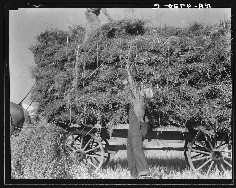 The threshing of oats. Clayton, Indiana, south of Indianapolis by Dorothea Lange