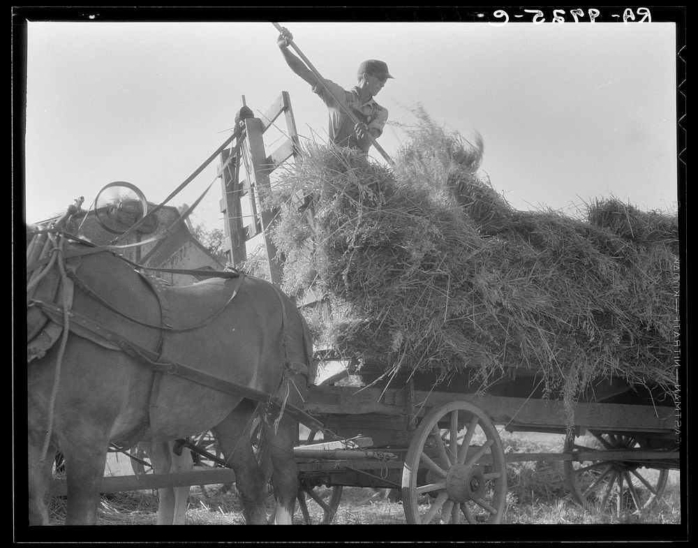 The threshing of oats. Clayton, Indiana, south of Indianapolis by Dorothea Lange