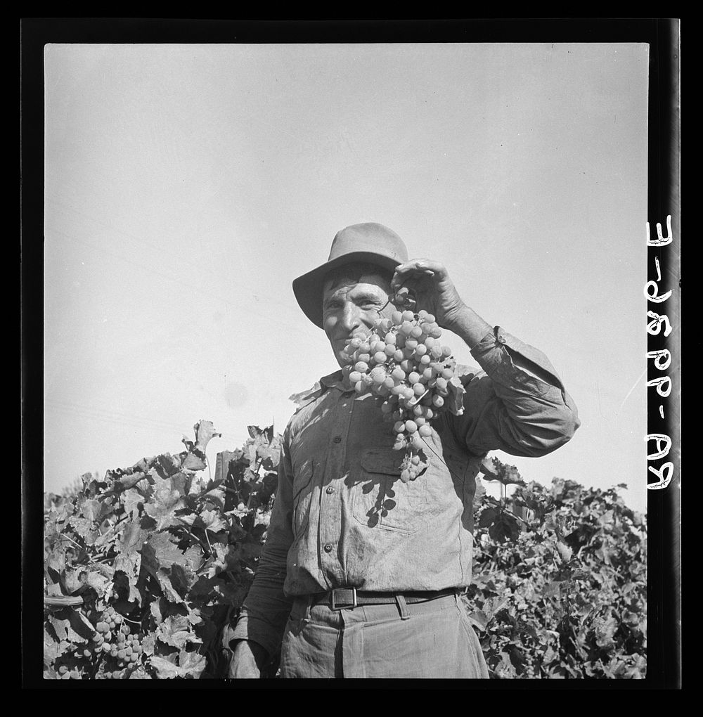 Grapes grown in Kern County, California. Sourced from the Library of Congress.