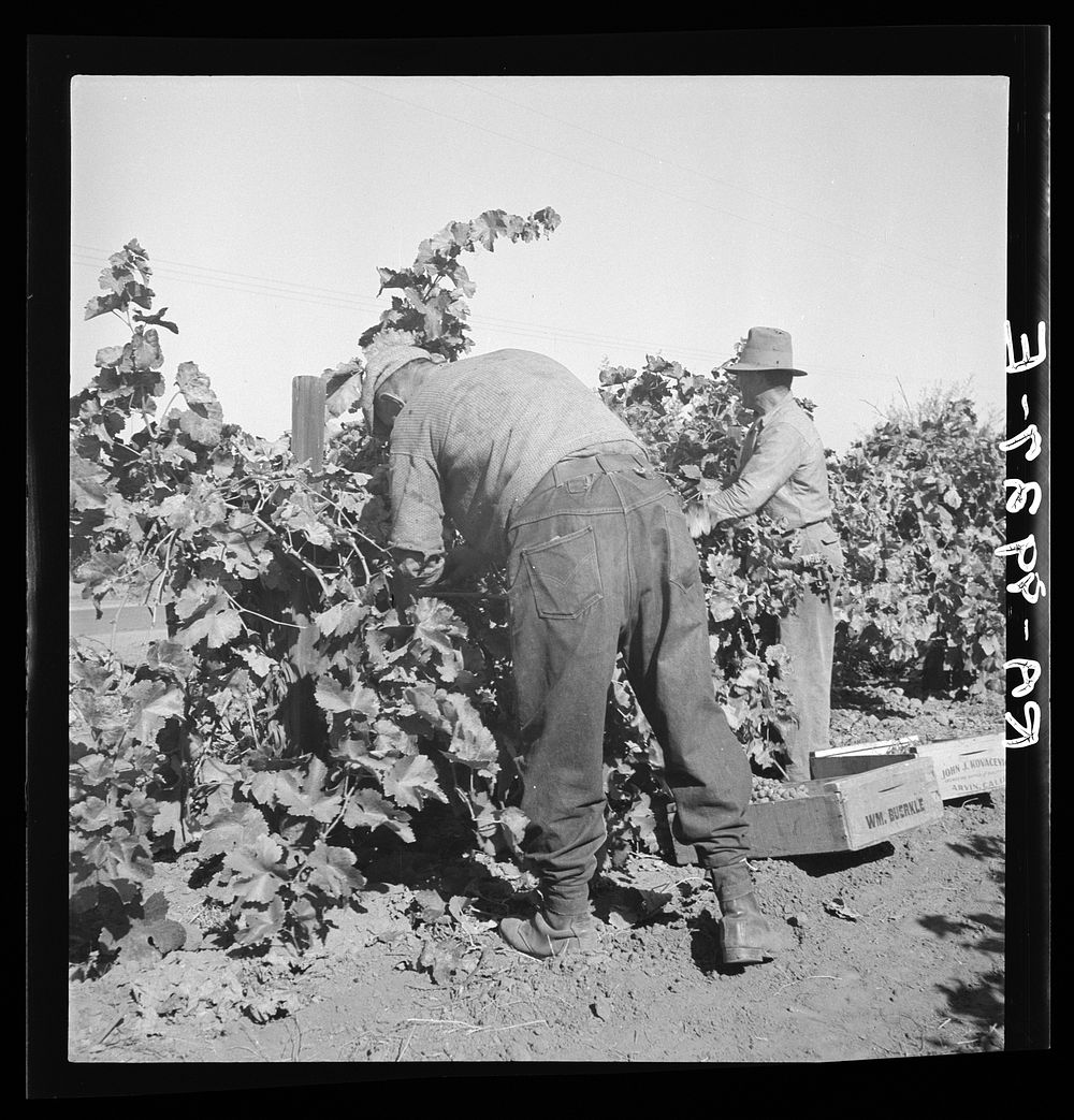 Harvesting grapes near La Monte [i.e. Lamont]. Kern County, California. Lithuanian contract labor. Sourced from the Library…