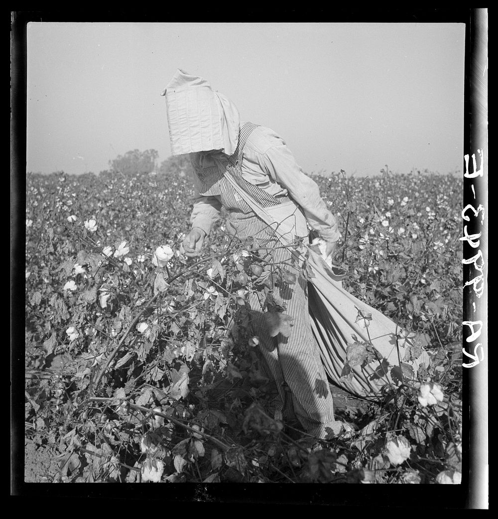 Cotton picker. Southern San Joaquin Valley, California. Sourced from the Library of Congress.