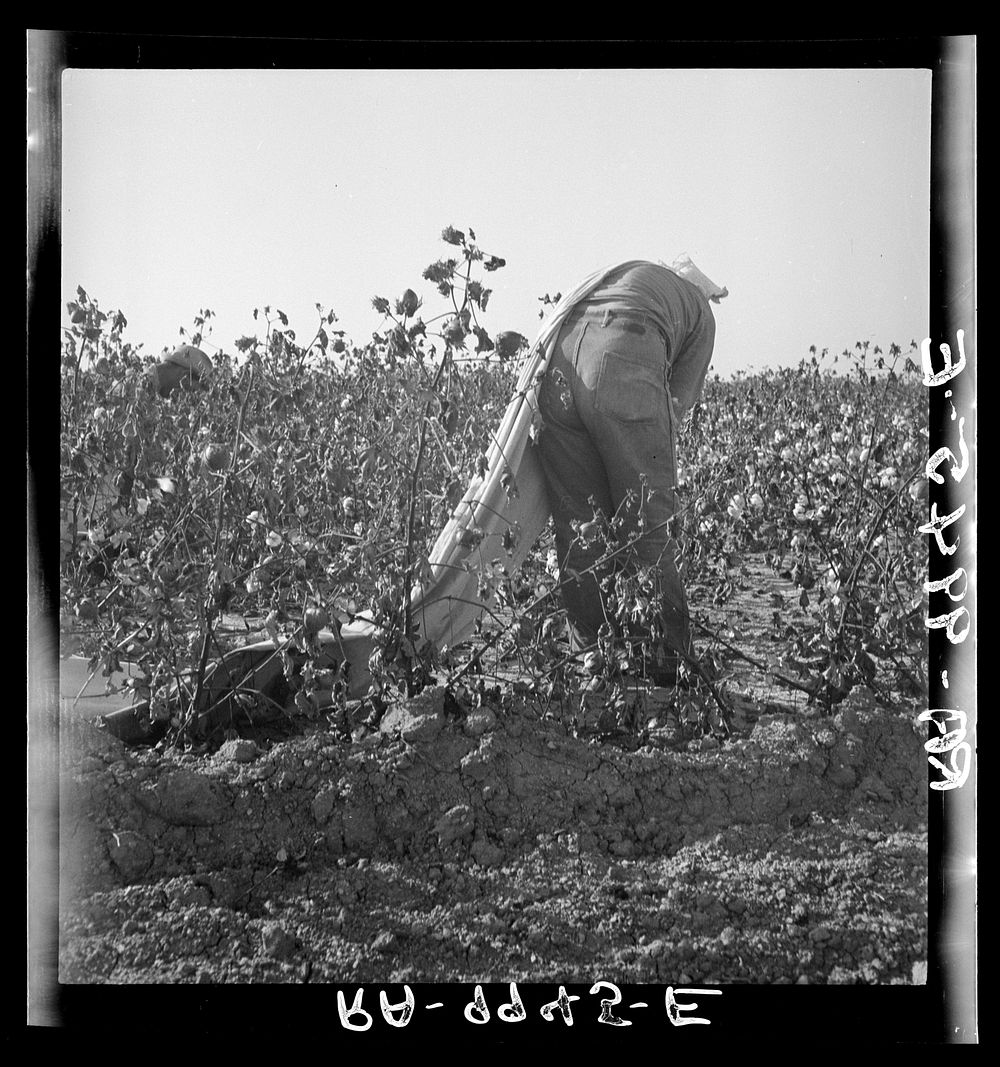 Cotton picker. San Joaquin Valley, California. Sourced from the Library of Congress.