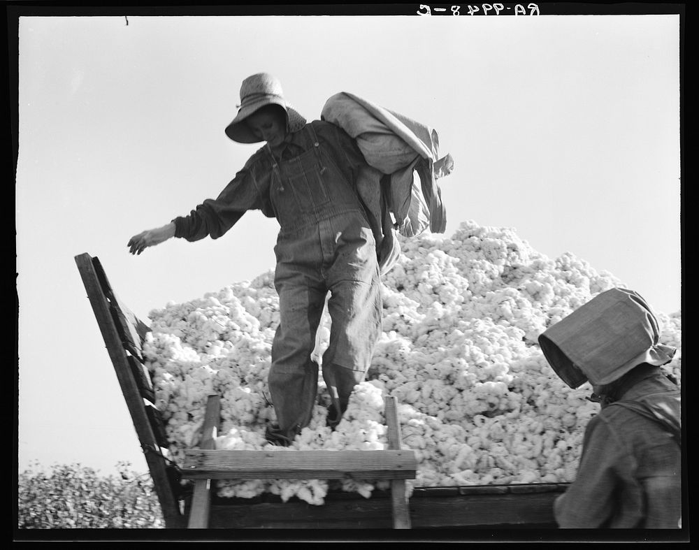 Cotton picker. San Joaquin Valley, California. Sourced from the Library of Congress.