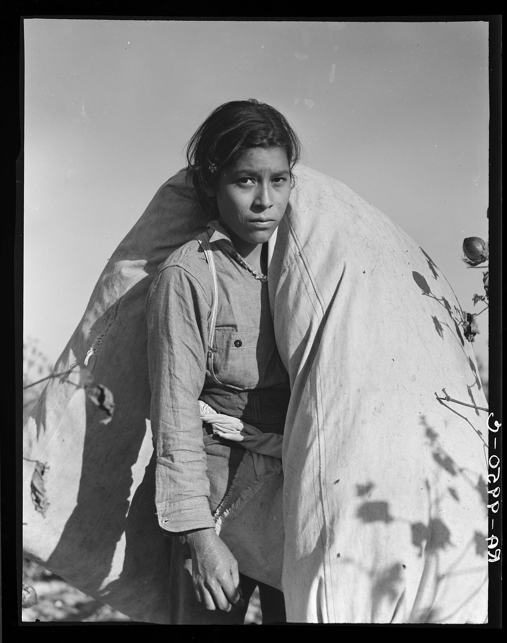 Mexican cotton picker. Southern San Joaquin Valley, California. Sourced from the Library of Congress.