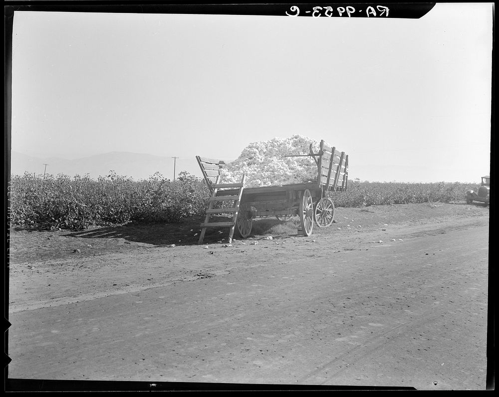 Partially loaded cotton wagon. Southern San Joaquin Valley, California. Sourced from the Library of Congress.