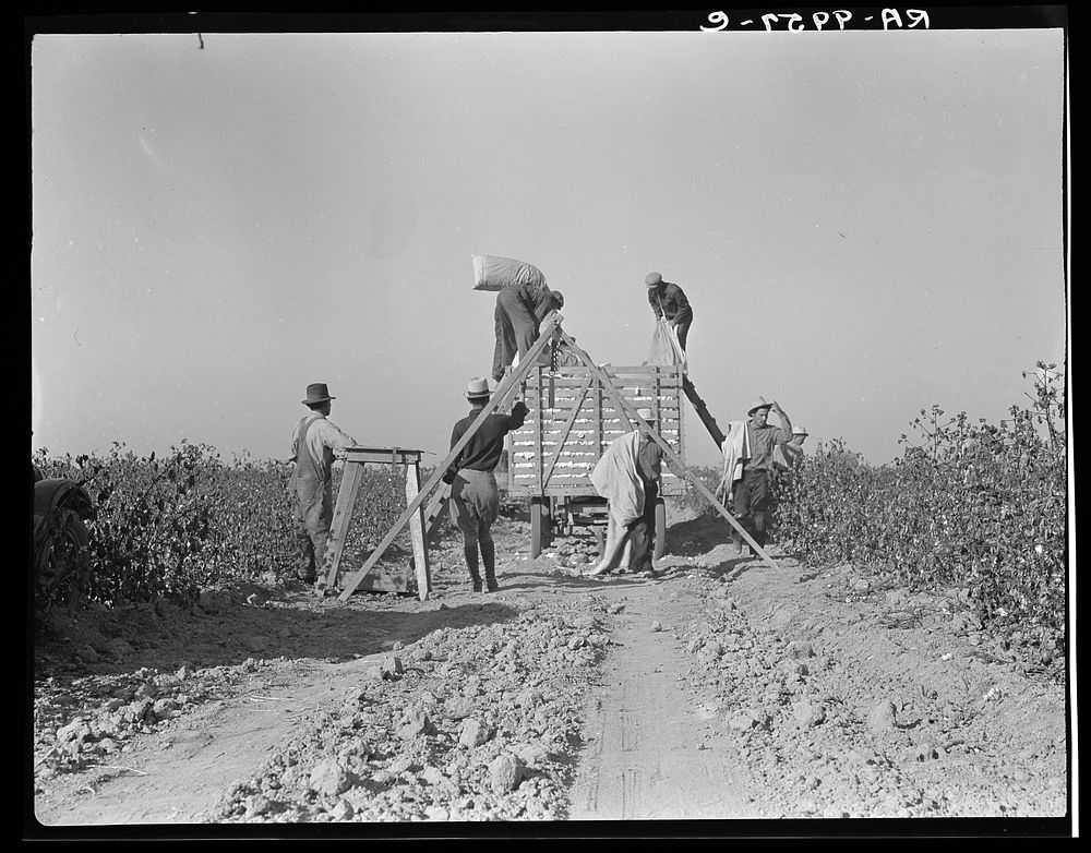 Weighing in cotton. San Joaquin Valley, California. Sourced from the Library of Congress.