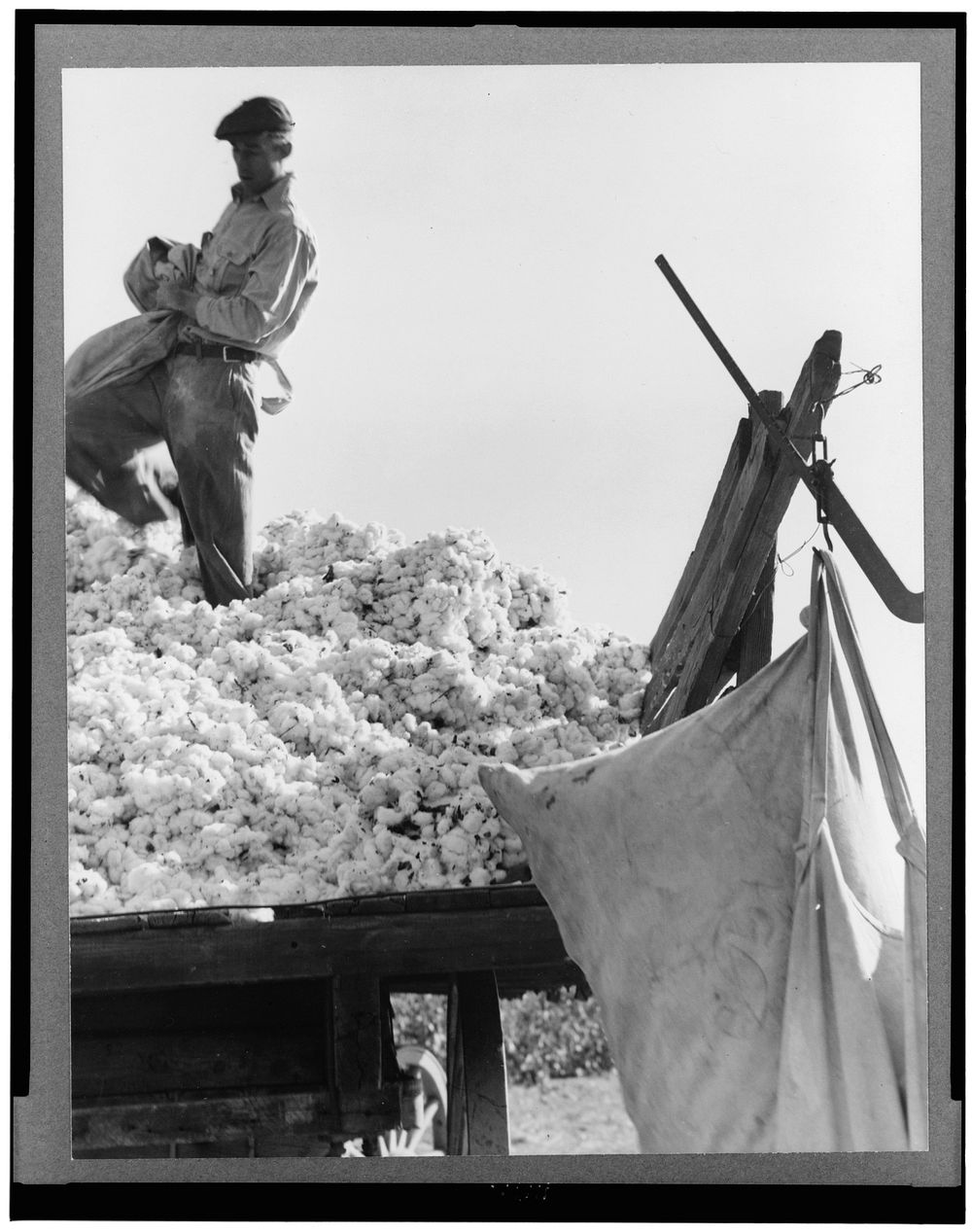 Loading cotton. San Joaquin Valley, California. Sourced from the Library of Congress.